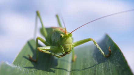 Close-up of a grasshopper eating a leaf